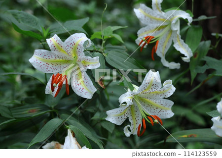King of lilies King of lilies 114123559