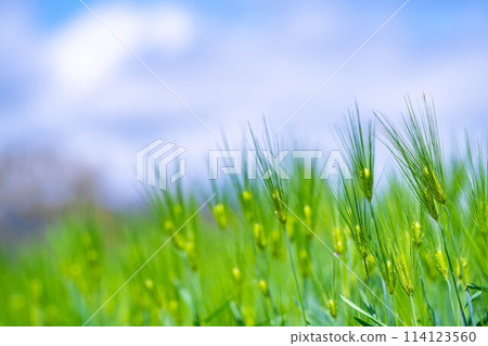 [Fresh green material] Green wheat field and blue sky [Nagano Prefecture] 114123560