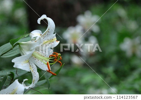 百合之王 百合之王 114123567