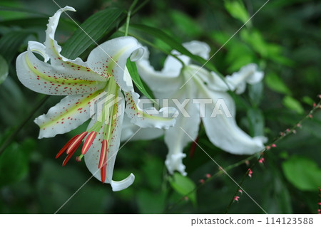King of lilies 114123588
