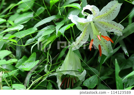 King of lilies 114123589