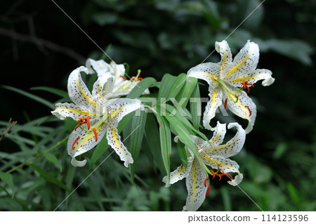 King of lilies King of lilies 114123596