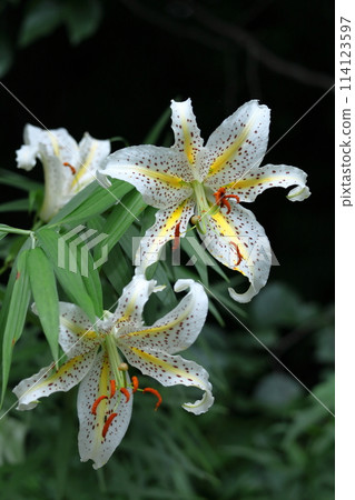 King of lilies King of lilies 114123597