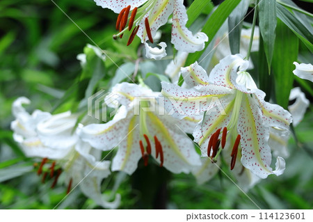 King of lilies King of lilies 114123601