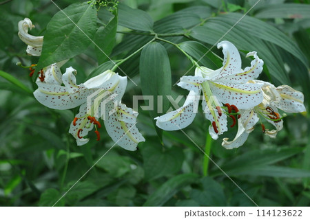 King of lilies King of lilies 114123622
