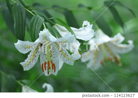 King of lilies King of lilies 114123627