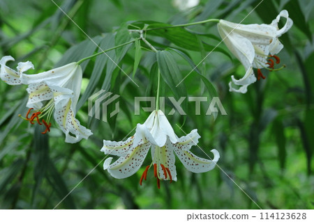 King of lilies King of lilies 114123628