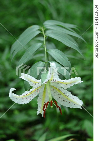 King of lilies King of lilies 114123634