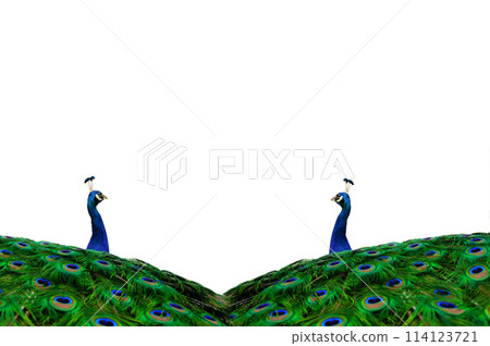 two peacock with spread tail isolated on white background 114123721