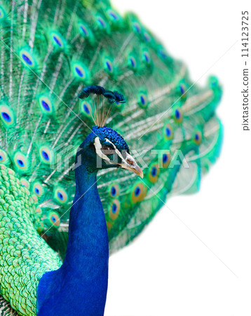 peacock with spread tail isolated on white background peacock with spread tail isolated on white background 114123725