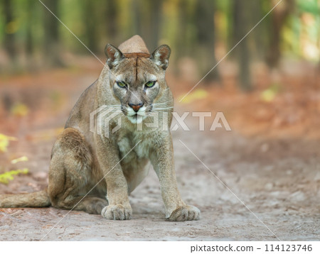 sitting puma against the background of the forest 114123746