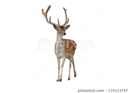 male deer isolated on a white background 114123747