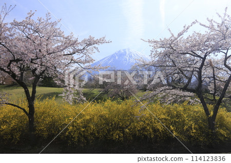 Scenery with cherry blossoms 114123836