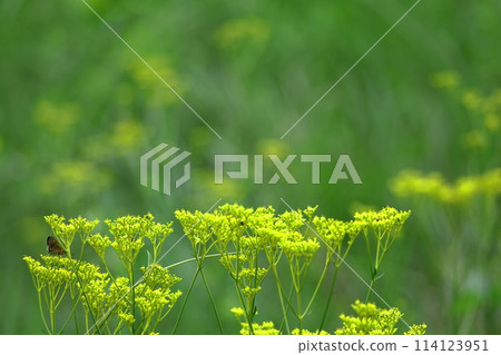 fragile and delicate flower fragile and delicate flower 114123951