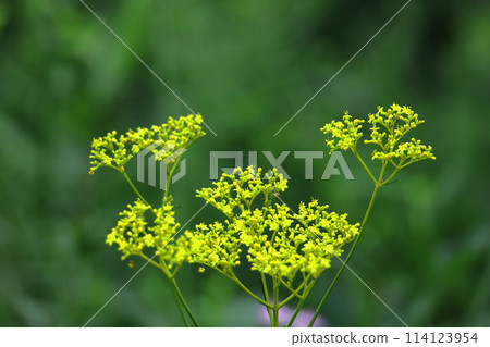 fragile and delicate flower 114123954