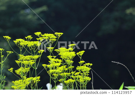 fragile and delicate flower fragile and delicate flower 114123957