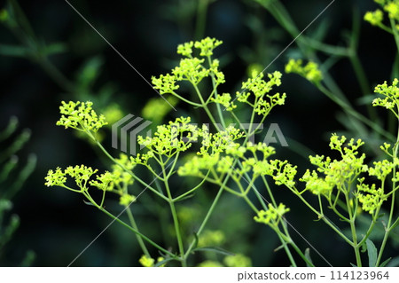 fragile and delicate flower fragile and delicate flower 114123964