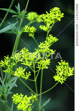 嬌嫩嬌嫩的花 嬌嫩嬌嫩的花 114123966