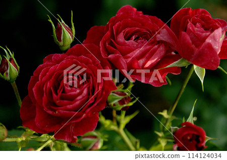 有一天我看到的那朵鮮紅的玫瑰 有一天我看到的那朵鮮紅的玫瑰 114124034