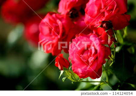 有一天我看到的那朵鮮紅的玫瑰 114124054