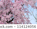 Pink weeping cherry blossoms and blue sky 114124056