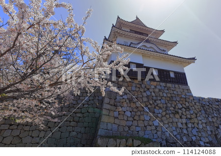 【香川縣】春天櫻花在陽光下綻放的丸龜城(從二之丸看到的天守閣和二之丸盛開的櫻花) 【香川縣】春天櫻花在陽光下綻放的丸龜城(從二之丸看到的天守閣和二之丸盛開的櫻花) 114124088