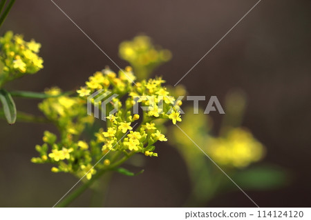 嬌嫩嬌嫩的花 114124120