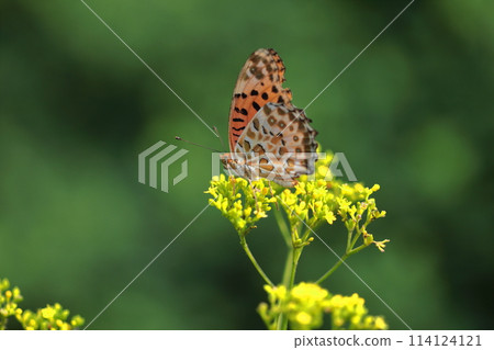 fragile and delicate flower 114124121