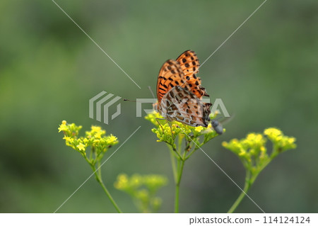 fragile and delicate flower 114124124