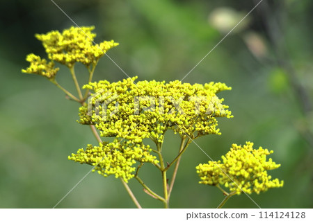 fragile and delicate flower fragile and delicate flower 114124128