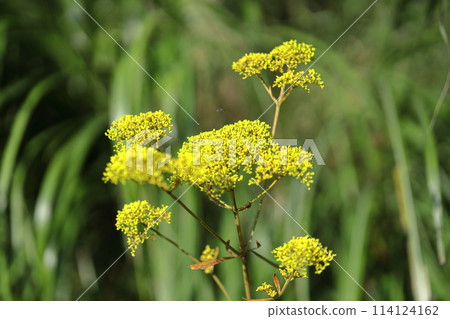 fragile and delicate flower fragile and delicate flower 114124162