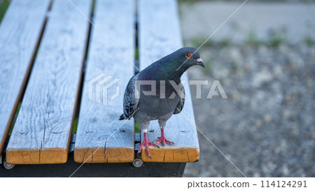 Pigeon on the bench Pigeon on the bench 114124291