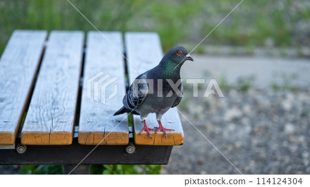Pigeon on the bench 114124304