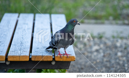 Pigeon on the bench 114124305