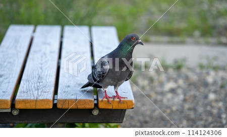 Pigeon on the bench 114124306