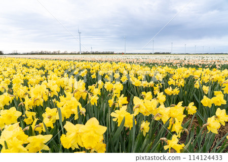 an lot off yellow daffodils Whit windmills 114124433