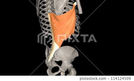 The latissimus dorsi is a broad, flat muscle occupying most of the lower posterior thorax 114124509