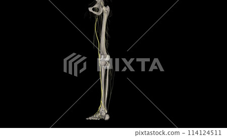 The saphenous nerve is the largest cutaneous branch of the femoral nerve 114124511
