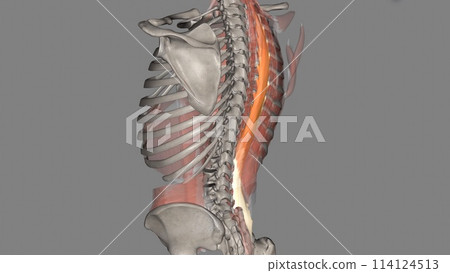 The longissimus thoracis muscle is the largest of the erector spinae muscles 114124513