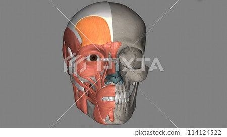 The occipitofrontalis muscle (epicranius muscle) is a muscle which covers parts of the skull The occipitofrontalis muscle (epicranius muscle) is a muscle which covers parts of the skull 114124522