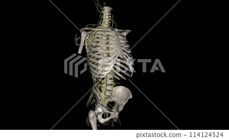 The sympathetic trunks are a paired bundle of nerve fibers that run from the base of the skull to the coccyx 114124524