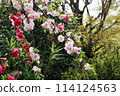 Pink, red and white mixed peach blossoms 114124563