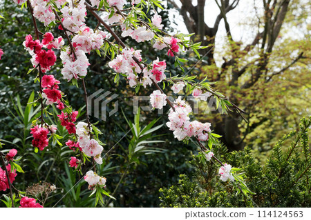 粉紅色、紅色和白色混合綻放的桃花 114124563