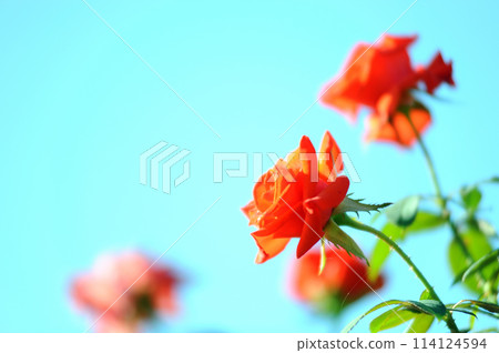 Flowers in a rose garden Flowers in a rose garden 114124594
