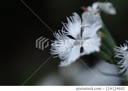 美麗的女人 114124682