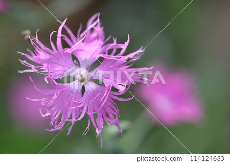 美麗的女人 114124683