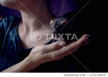 a berkshire standard rat cuddles with its owner a berkshire standard rat cuddles with its owner 114124850