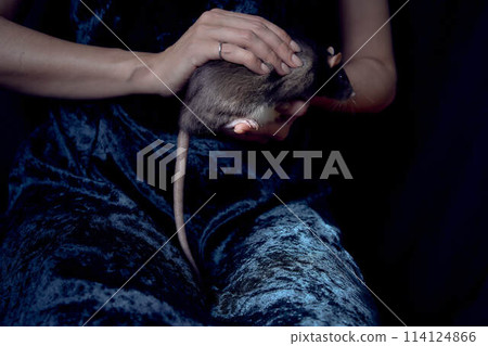 a berkshire standard rat cuddles with its owner a berkshire standard rat cuddles with its owner 114124866