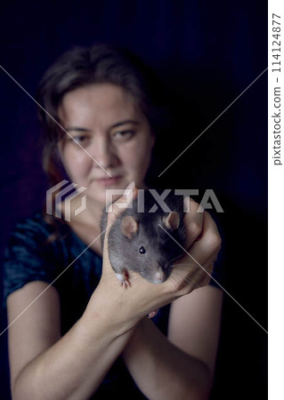 a berkshire standard rat cuddles with its owner 114124877