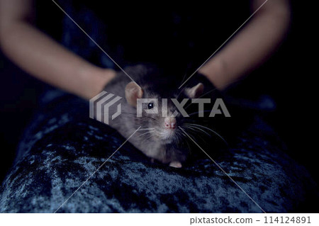 a berkshire standard rat cuddles with its owner 114124891